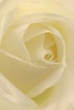 As if enveloped in the heart of Manor House itself, this image draws you close to the centre of a cream-white rose, where petals spiral inward like a gentle embrace. Their silky matte textures and almost ethereal glow evoke the calm of early mornings near the banks of New River Path. Each petal curls in perfect coordination, shadows gently tracing the folds, granting an air of measured grace and quiet warmth. The rose's pure elegance resonates with the thoughtful gestures exchanged in this vibrant London neighbourhood-a tender tribute for new beginnings, quiet admiration, or moments of heartfelt remembrance. The fragrance, subtle and soothing, lingers softly, not unlike the gentle hush of the area's side streets at dawn. This intimate viewpoint not only highlights floral mastery but also echoes Manor House's sense of community-a bouquet prepared by local experts to honour emotions both joyful and solemn, making every delivery a meaningful connection between neighbours.